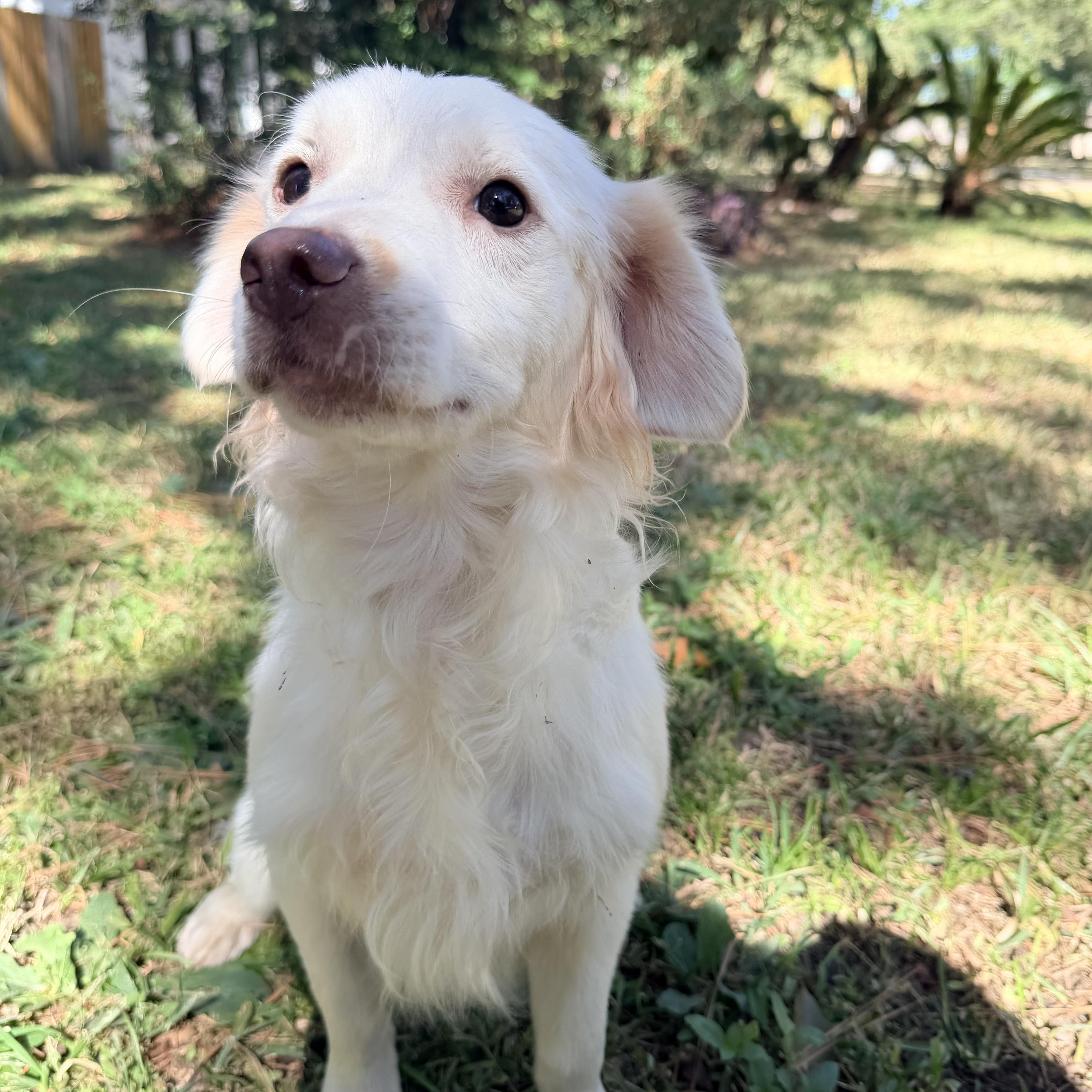 Tontin, an adoptable Maltese, Shih Tzu in Calumet, MI, 49913 | Photo Image 5