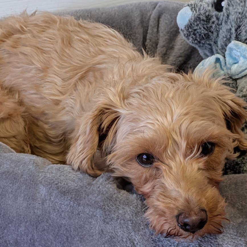 Enlarge Misty, a ADOPTABLE mixed breed in St Thomas, ON image 3/4