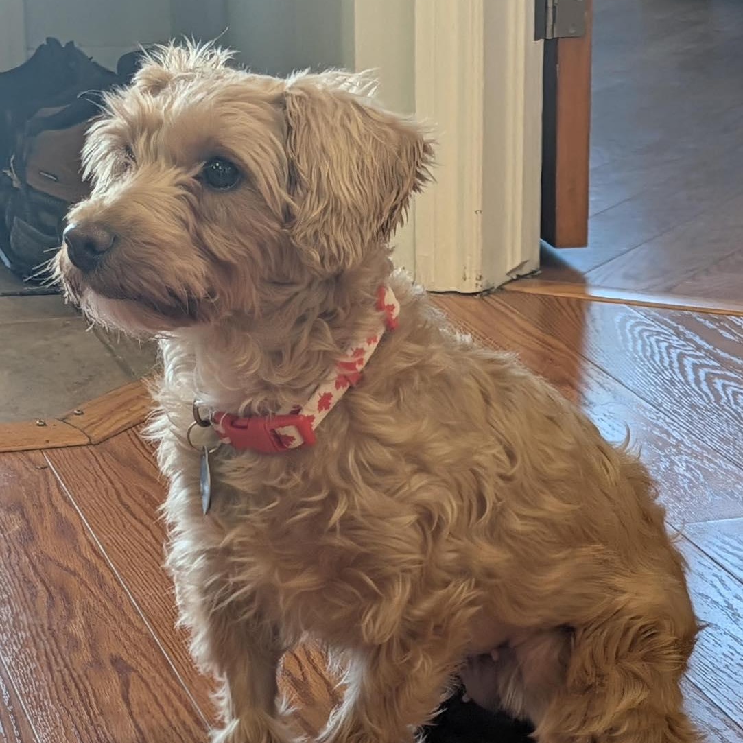 Enlarge Misty, a ADOPTABLE mixed breed in St Thomas, ON image 2/4