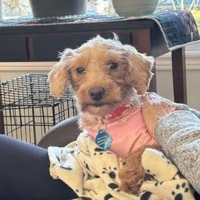 Enlarge Misty, a ADOPTABLE mixed breed in St Thomas, ON image 4/4