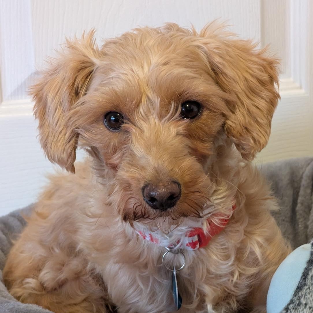 Misty, ADOPTABLE, Young Female West Highland White Terrier / Westie & Miniature Poodle.
