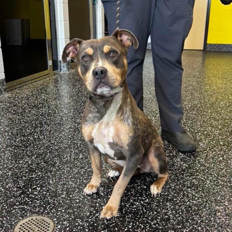 Flo Milli, a Adoptable mixed breed in Jackson, TN image 2/5