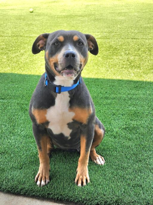 Flo Milli, a Adoptable mixed breed in Jackson, TN image 3/5