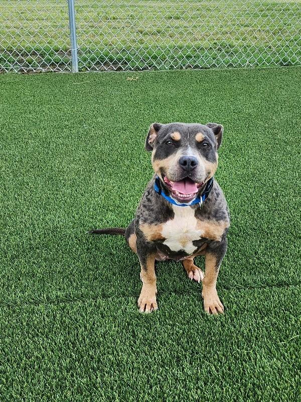 Flo Milli, a Adoptable mixed breed in Jackson, TN image 4/5
