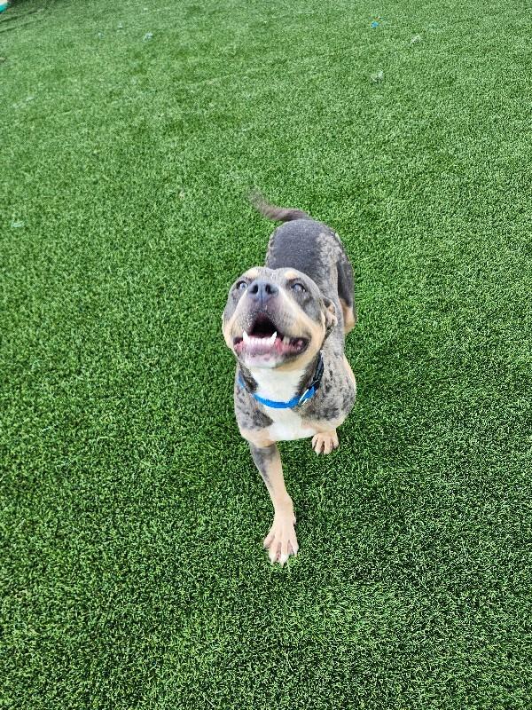 Flo Milli, a Adoptable mixed breed in Jackson, TN image 5/5
