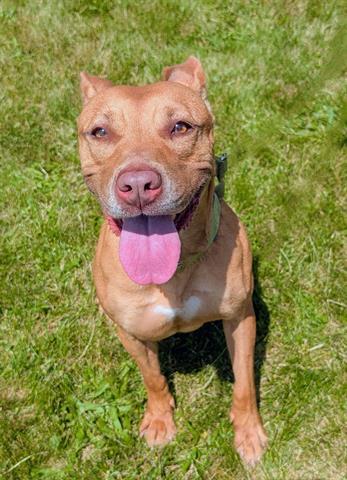 Enlarge BUTTERCUP, a Adoptable mixed breed in Akron, OH image 1/1