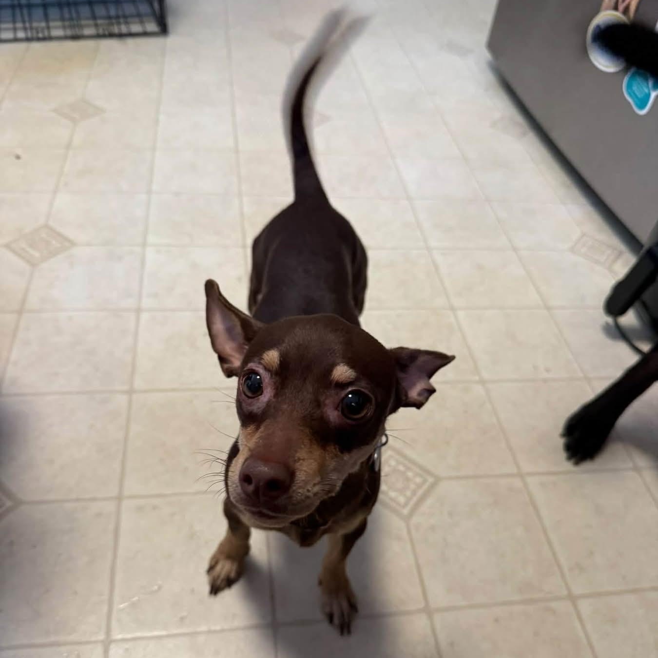 Enlarge Myla, a Adopted mixed breed in Elkton, MD image 3/4