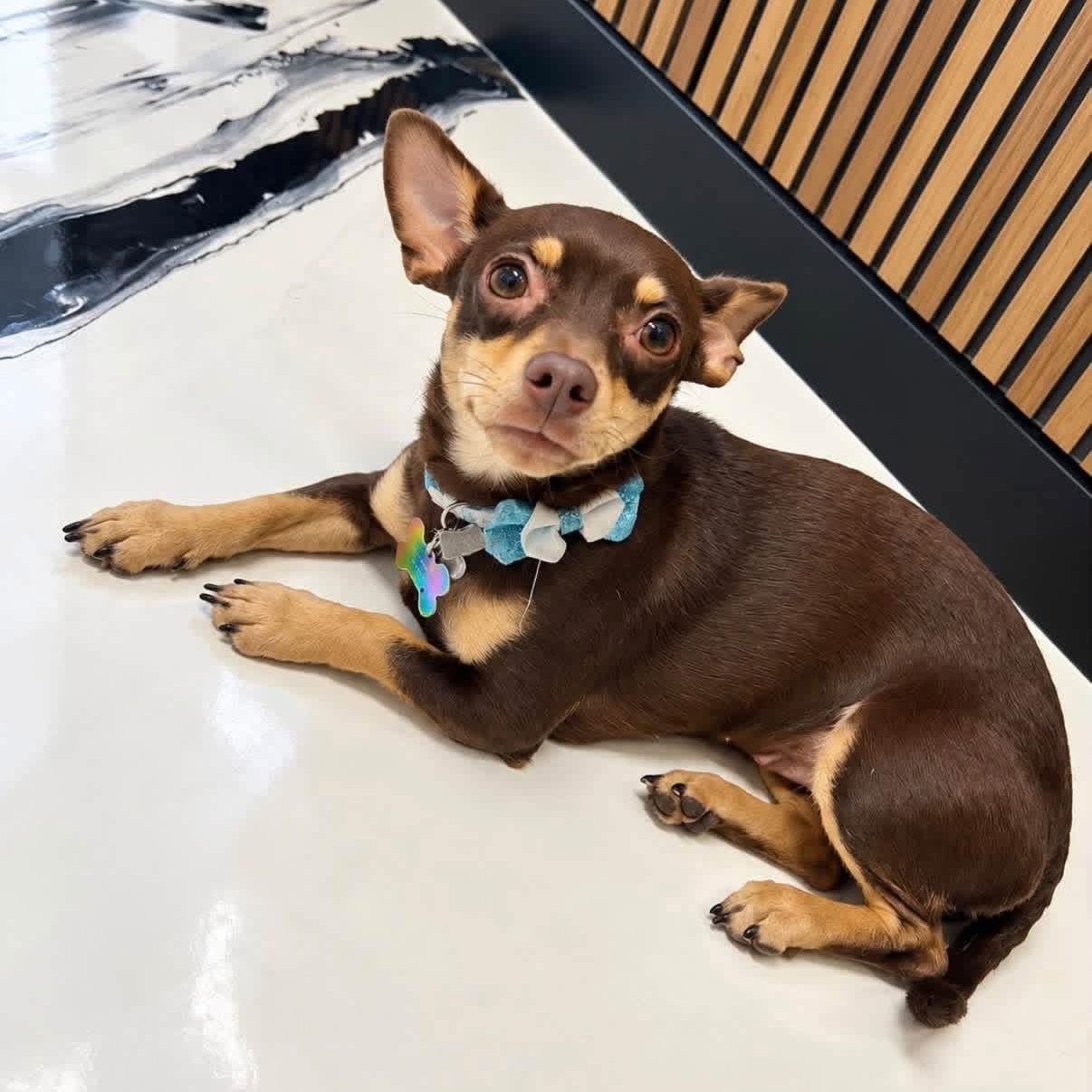 Myla, Adopted, Young Female Chihuahua.