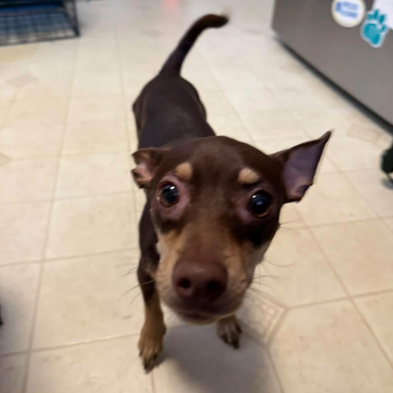 Enlarge Myla, a Adopted mixed breed in Elkton, MD image 2/4