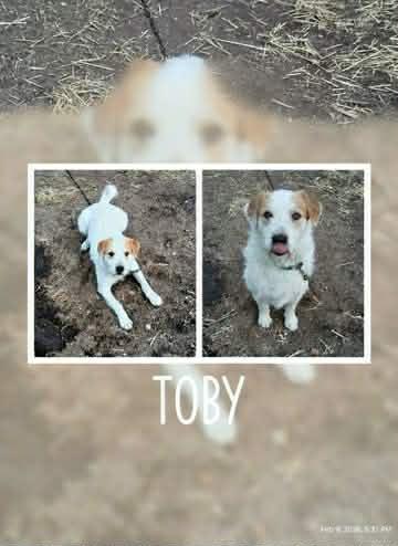 Toby, ADOPTABLE, Adult Male Fox Terrier.