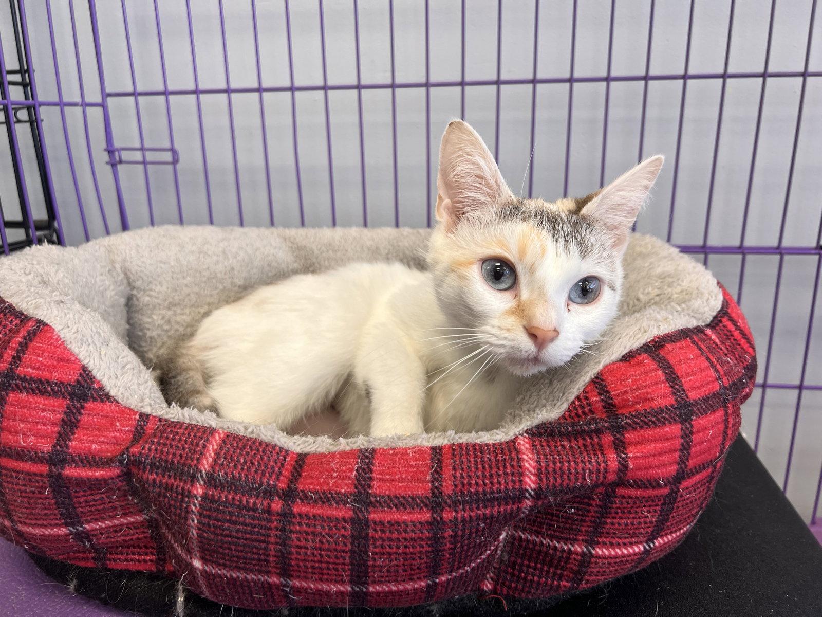 Danetta - Must Apply in Person !, Adoptable, Adult Female Siamese & Dilute Calico.