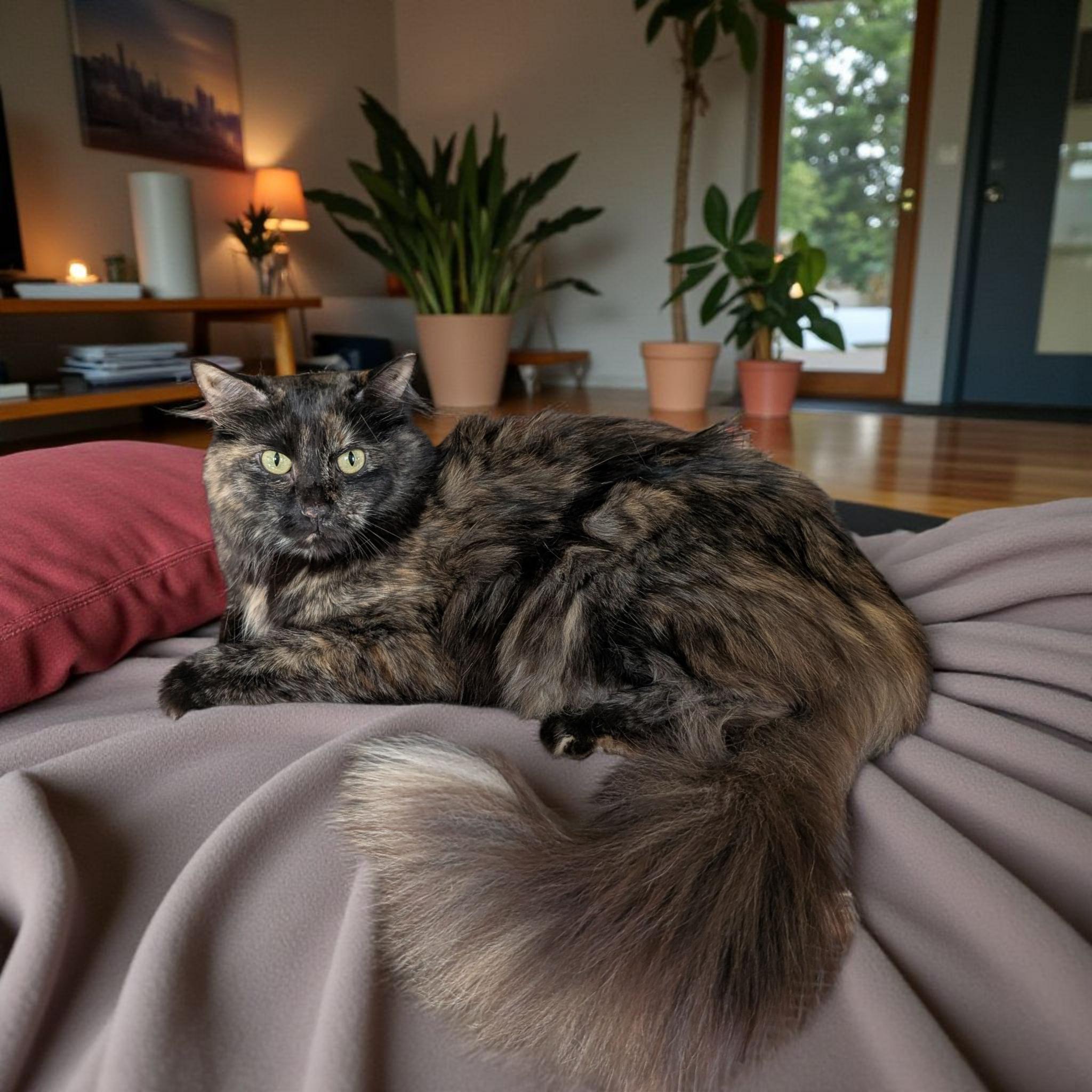 Enlarge Raven CT, an adopted Tortoiseshell in Milford, CT image 4/4