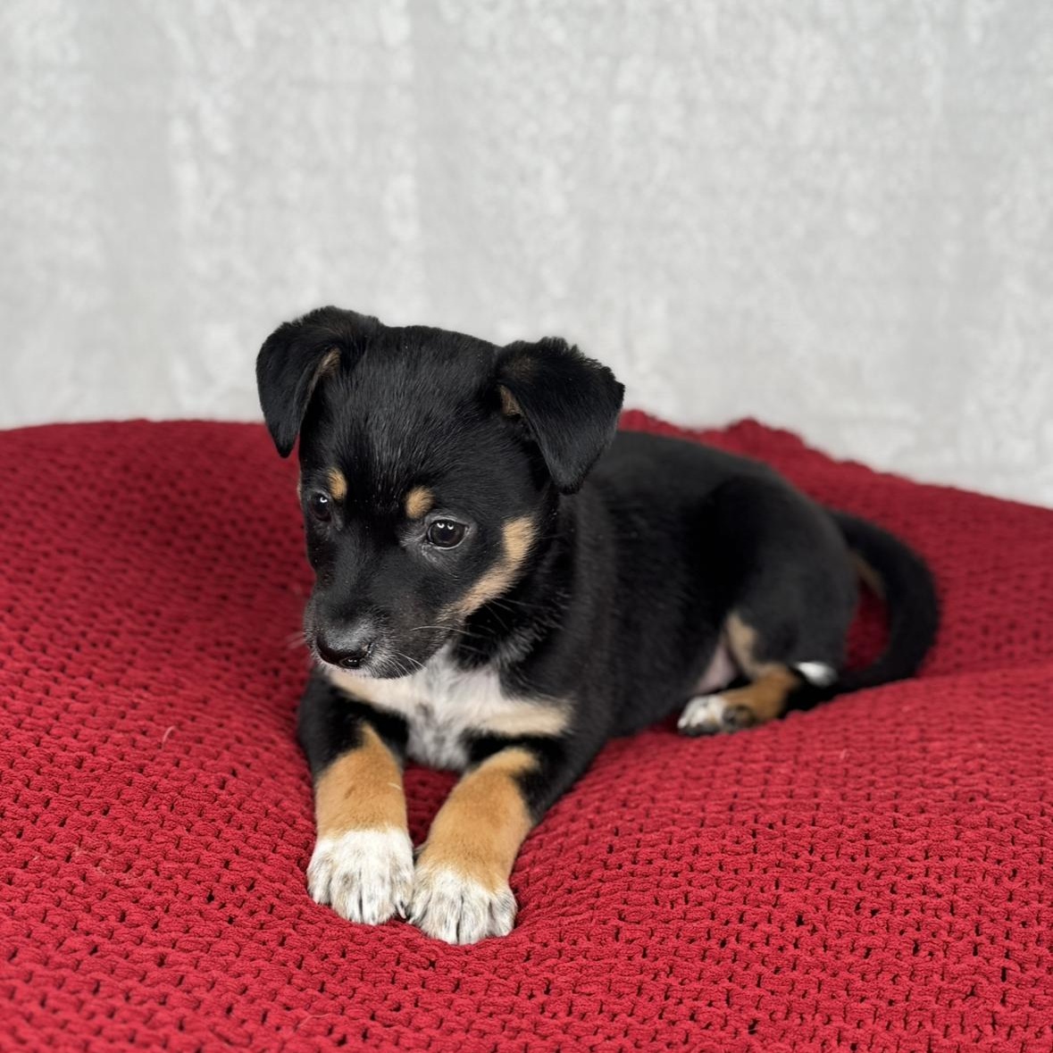 Enlarge Willa, a Adoptable mixed breed in Oglesby, IL image 3/6