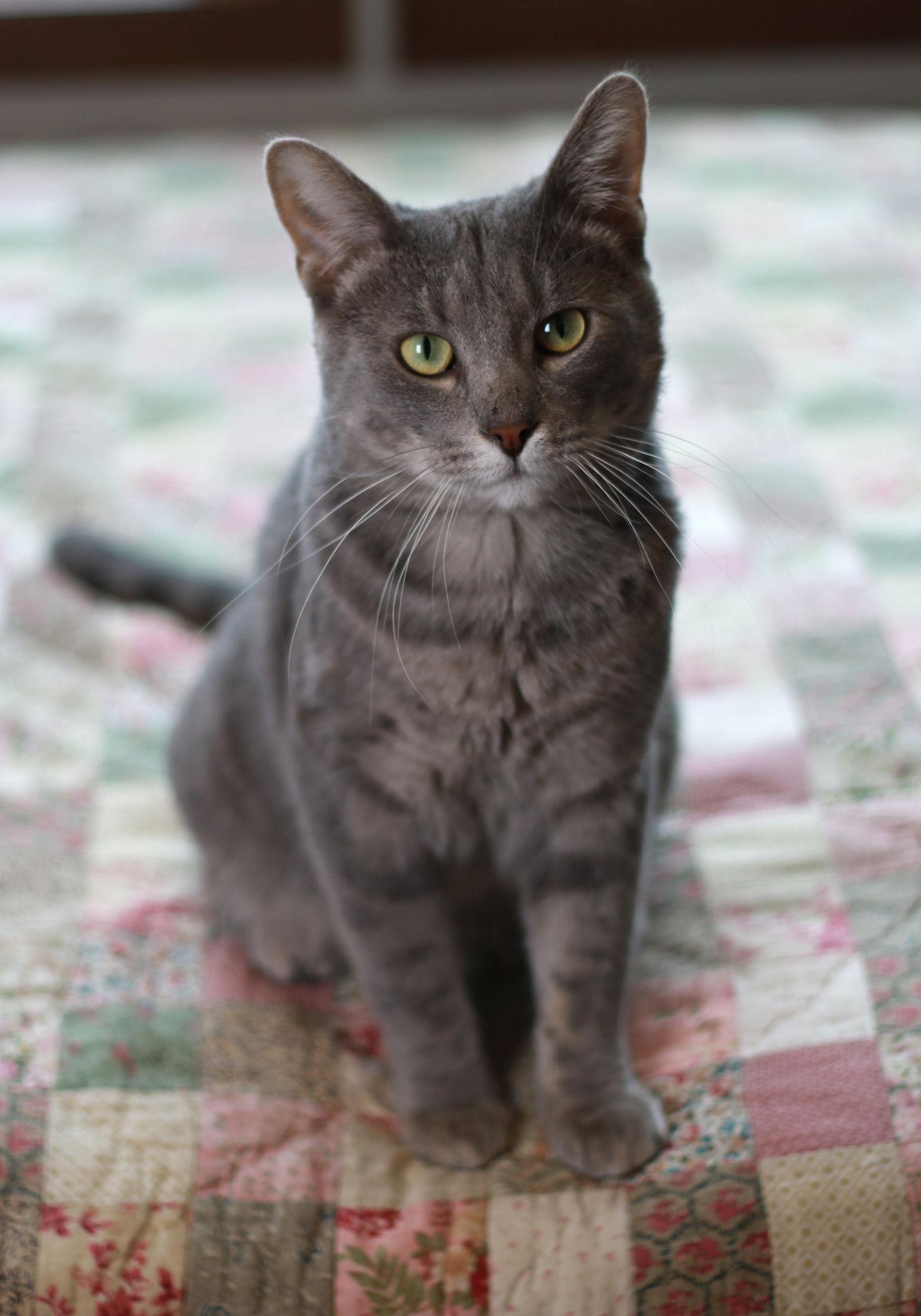 Boots, Adopted, Young Male Tabby & Domestic Short Hair.