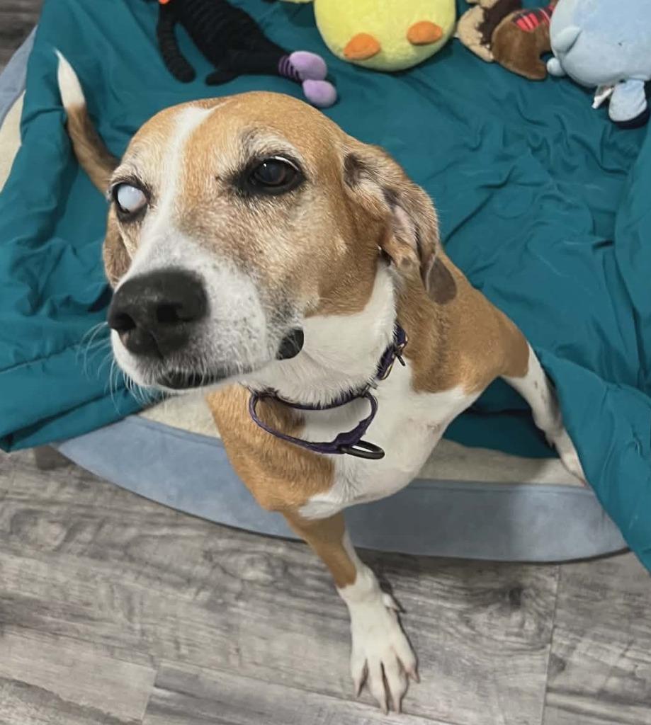 Millie (Foster), Adoptable, Senior Female Treeing Walker Coonhound.