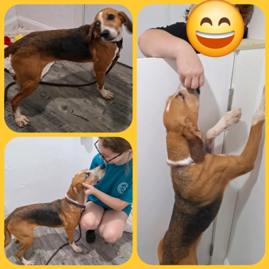 Enlarge Millie (Foster), a Adoptable Treeing Walker Coonhound in Labelle, FL image 2/3