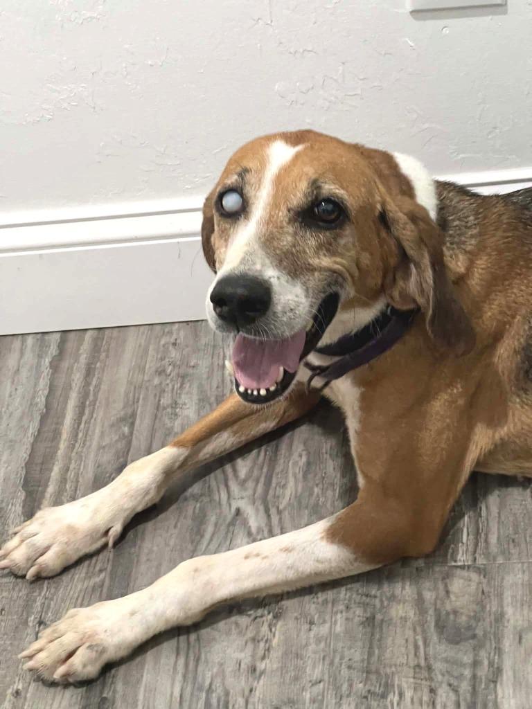 Enlarge Millie (Foster), a Adoptable Treeing Walker Coonhound in Labelle, FL image 3/3