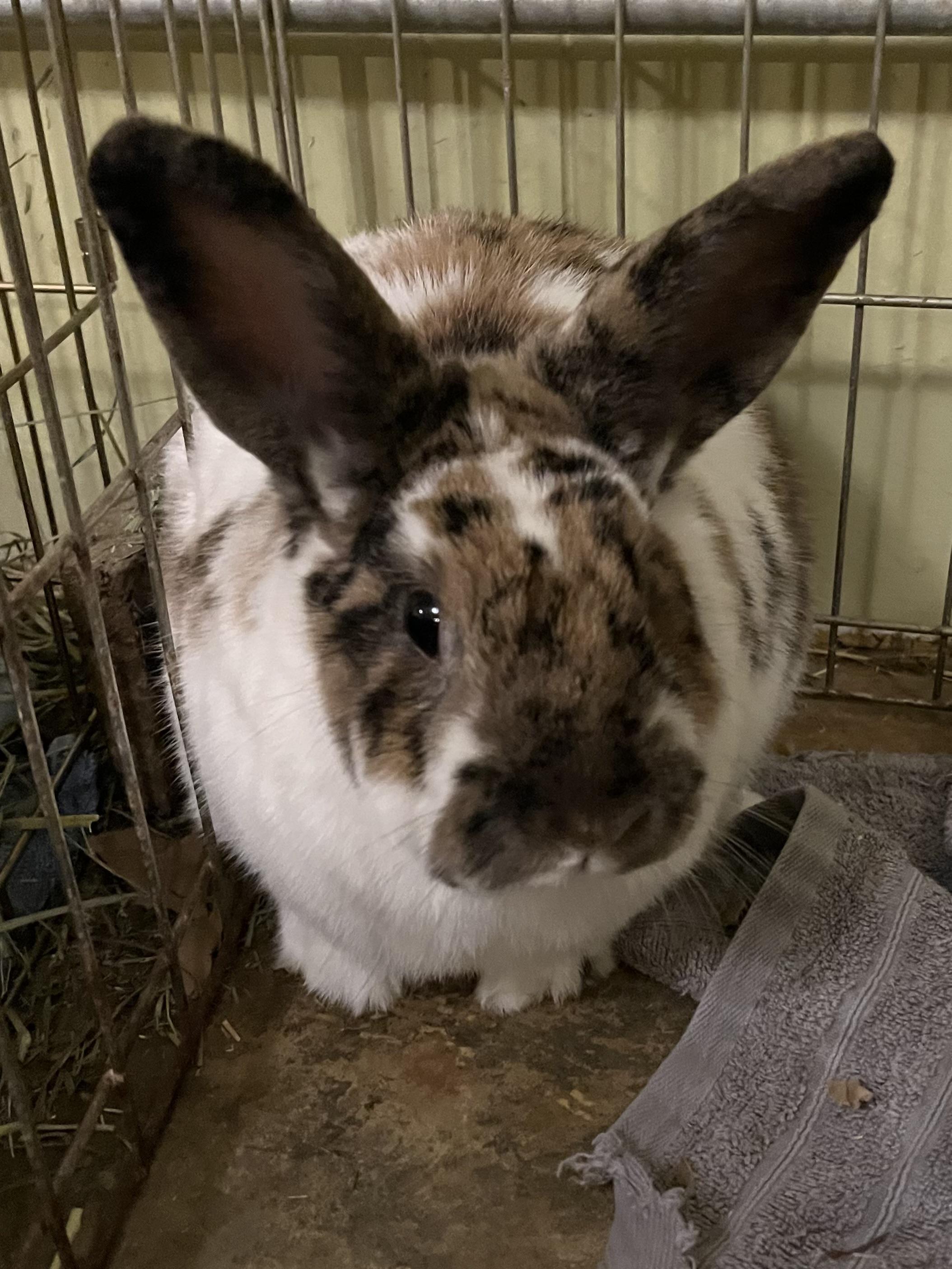 Sophie , Adoptable, Adult Female Holland Lop.