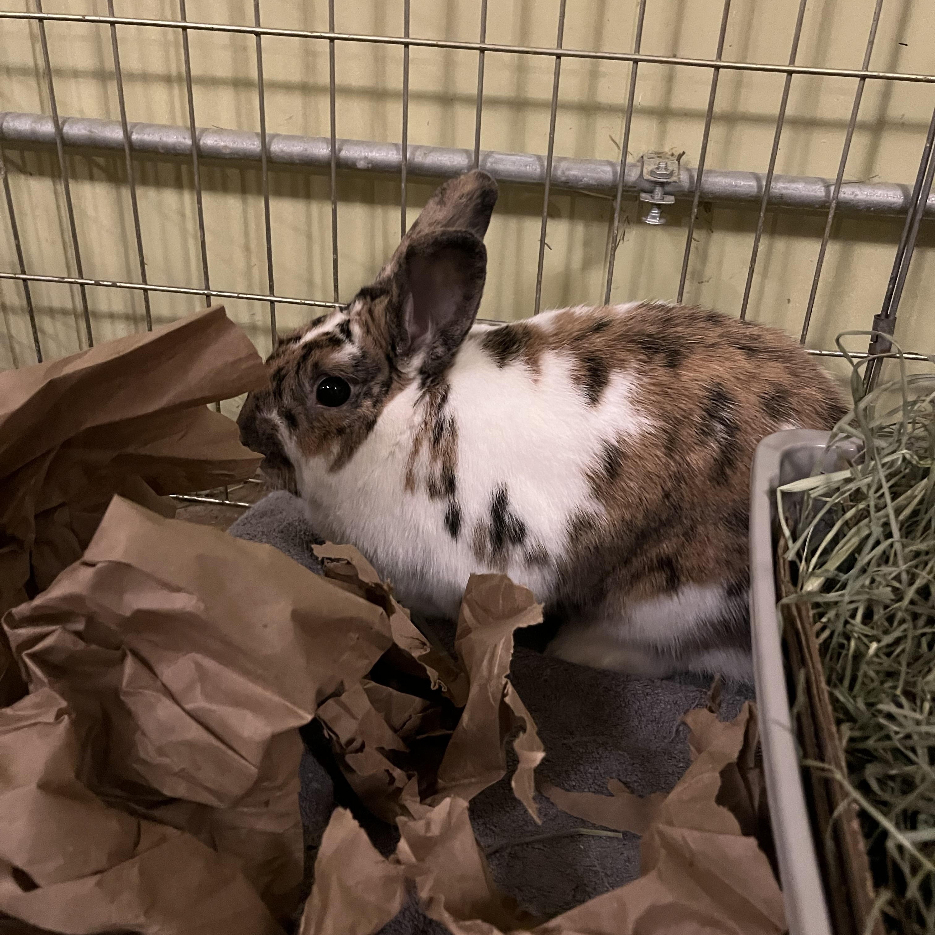 Enlarge Sophie , a Adoptable mixed breed in Omaha, NE image 2/2