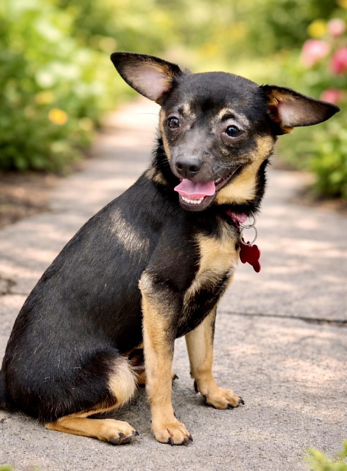 Enlarge Elsie, an adopted mixed breed in Pittsboro, NC image 1/4