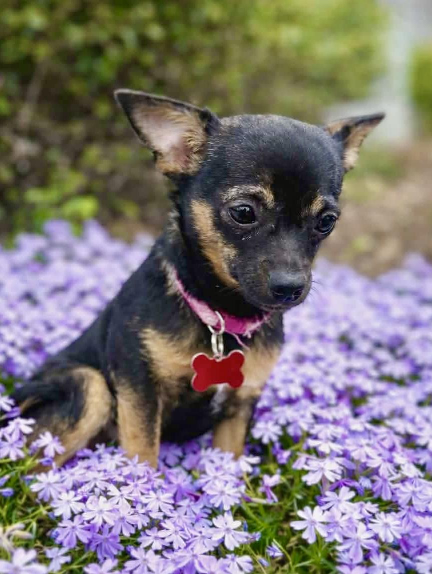 Enlarge Elsie, an adopted mixed breed in Pittsboro, NC image 3/4
