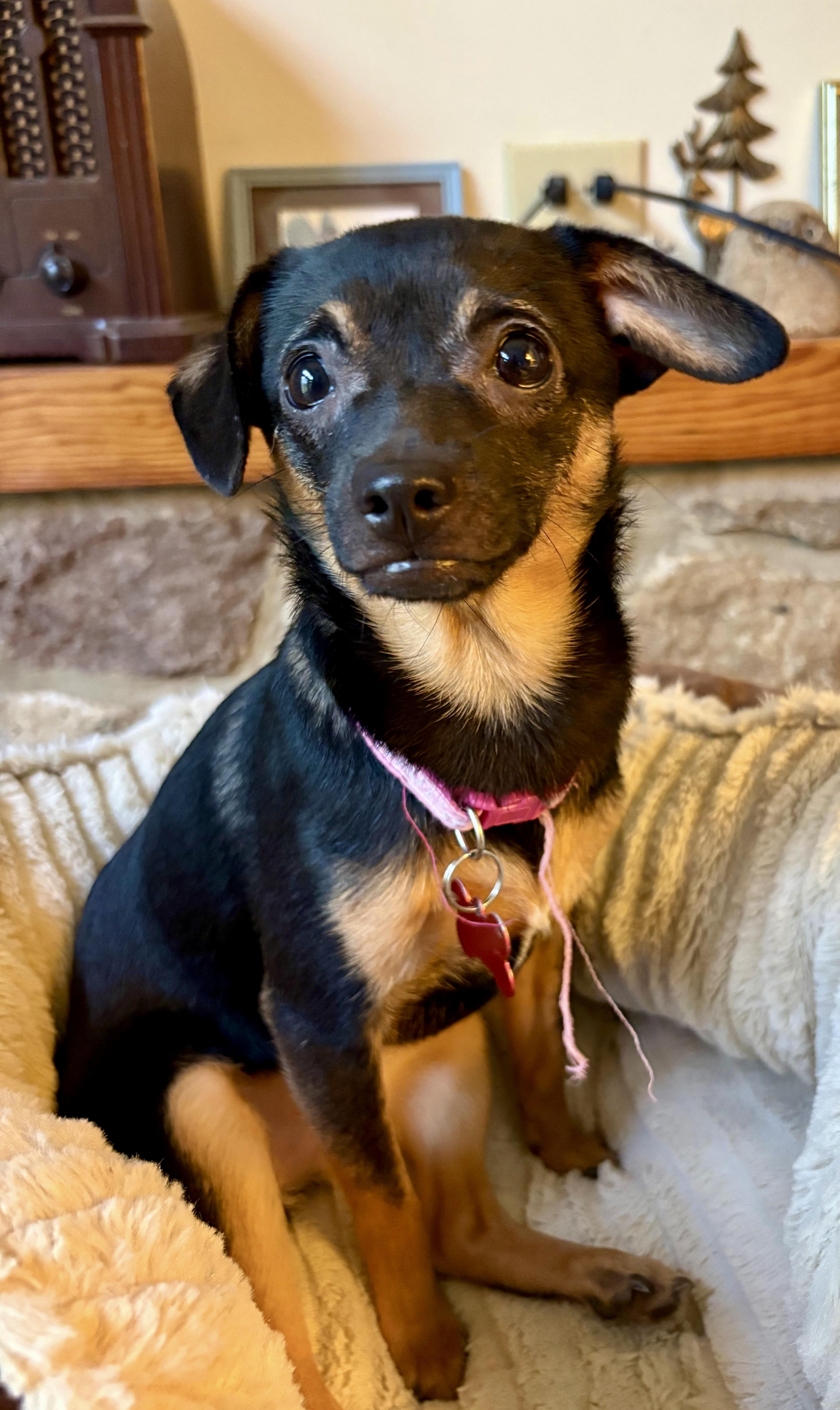 Enlarge Elsie, an adopted mixed breed in Pittsboro, NC image 2/4