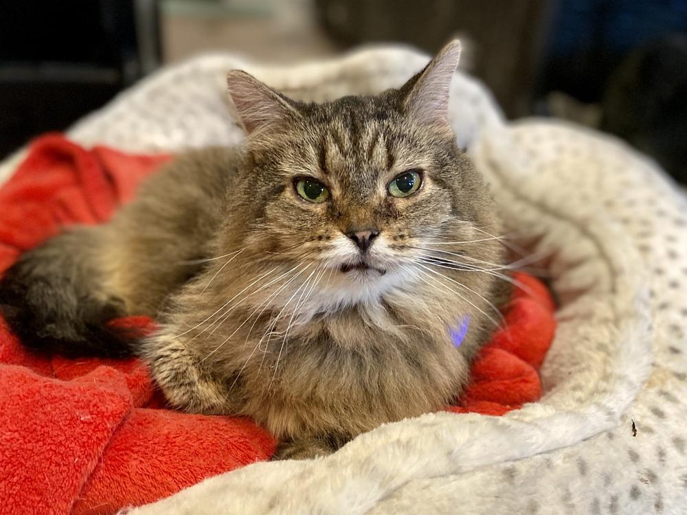 Casey, Adopted, Senior Female Domestic Long Hair.