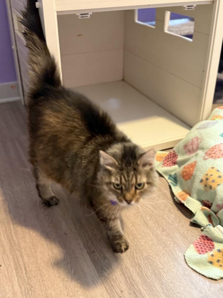 Casey, Adopted, Senior Female Domestic Long Hair.