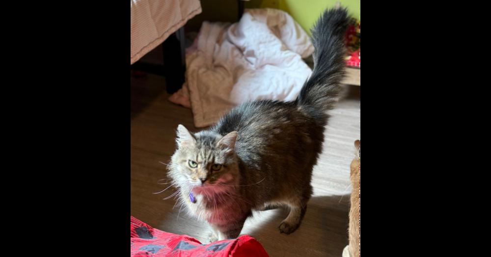 Enlarge Casey, a Adopted mixed breed in New Cumberland, WV image 2/2