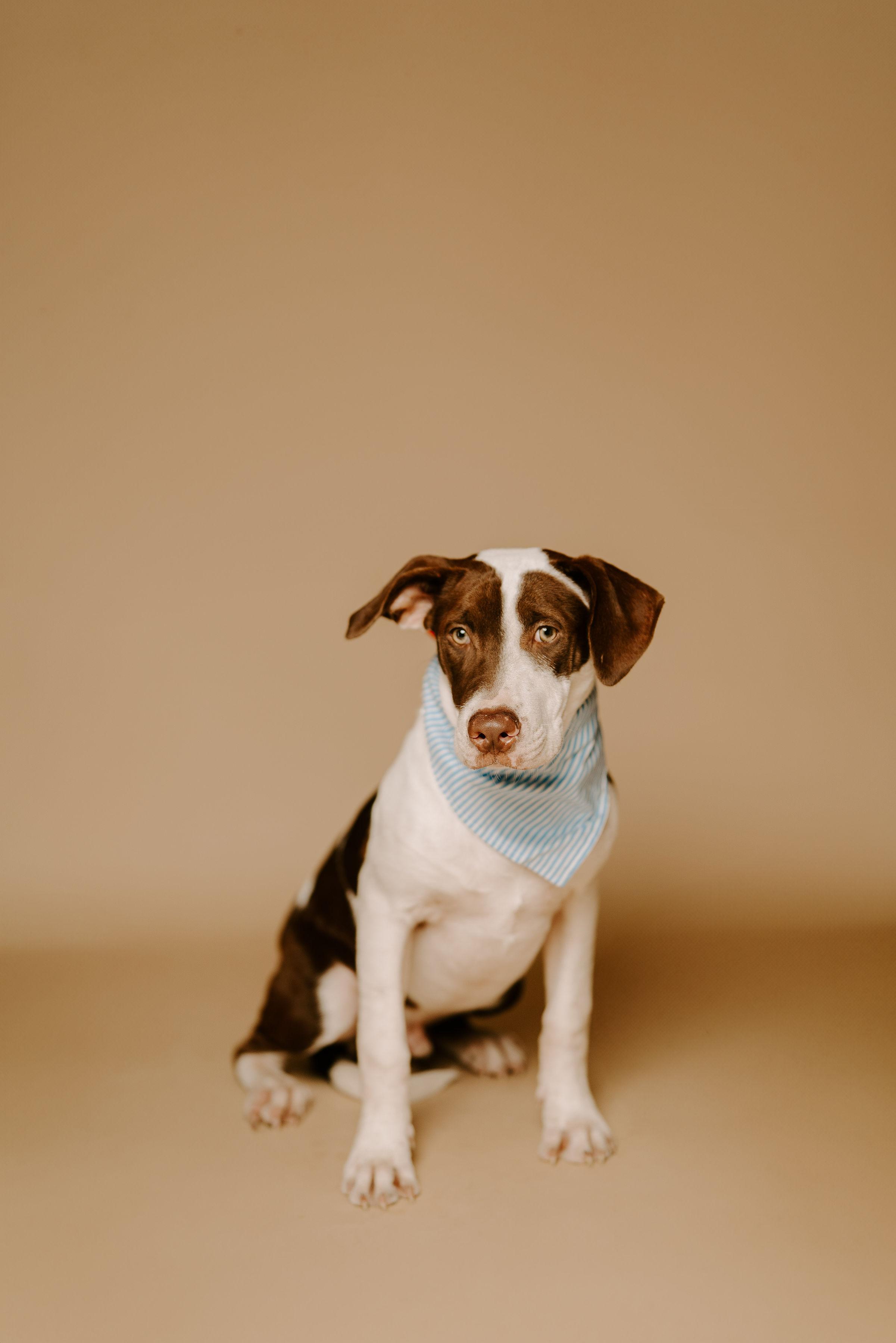Grayson, Young Male Labrador Retriever