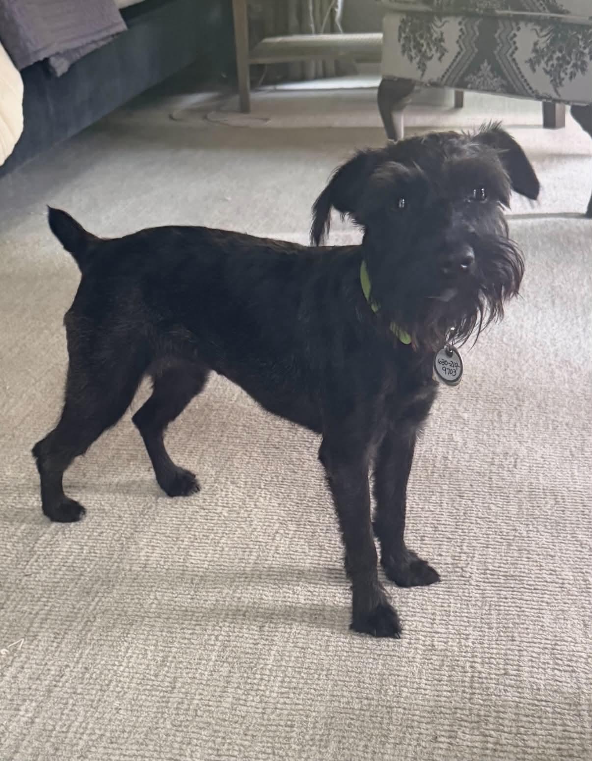 Enlarge Lottie, a Adoptable Miniature Schnauzer in Homer Glen, IL image 2/5