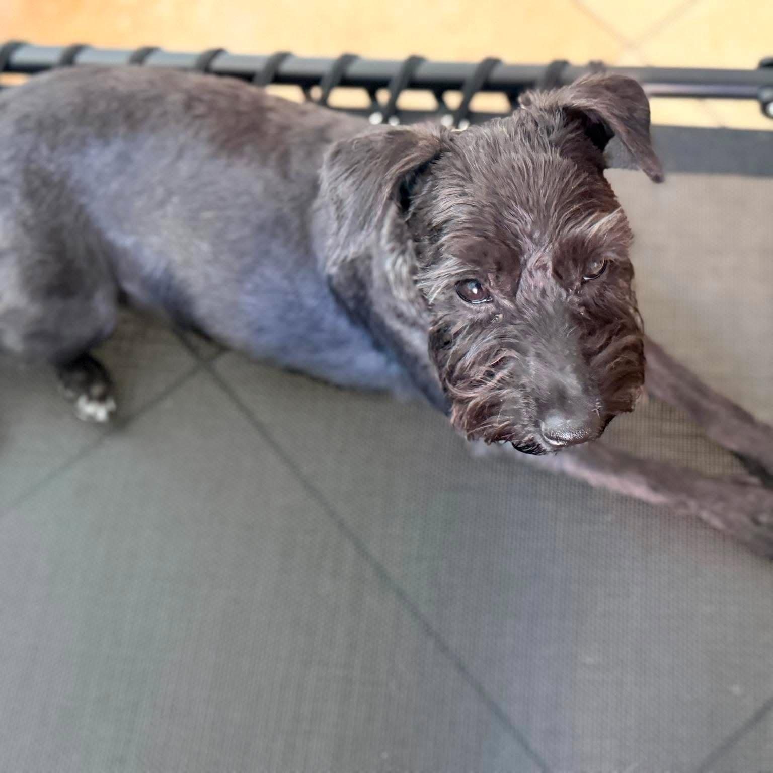 Enlarge Lottie, a Adoptable Miniature Schnauzer in Homer Glen, IL image 5/5