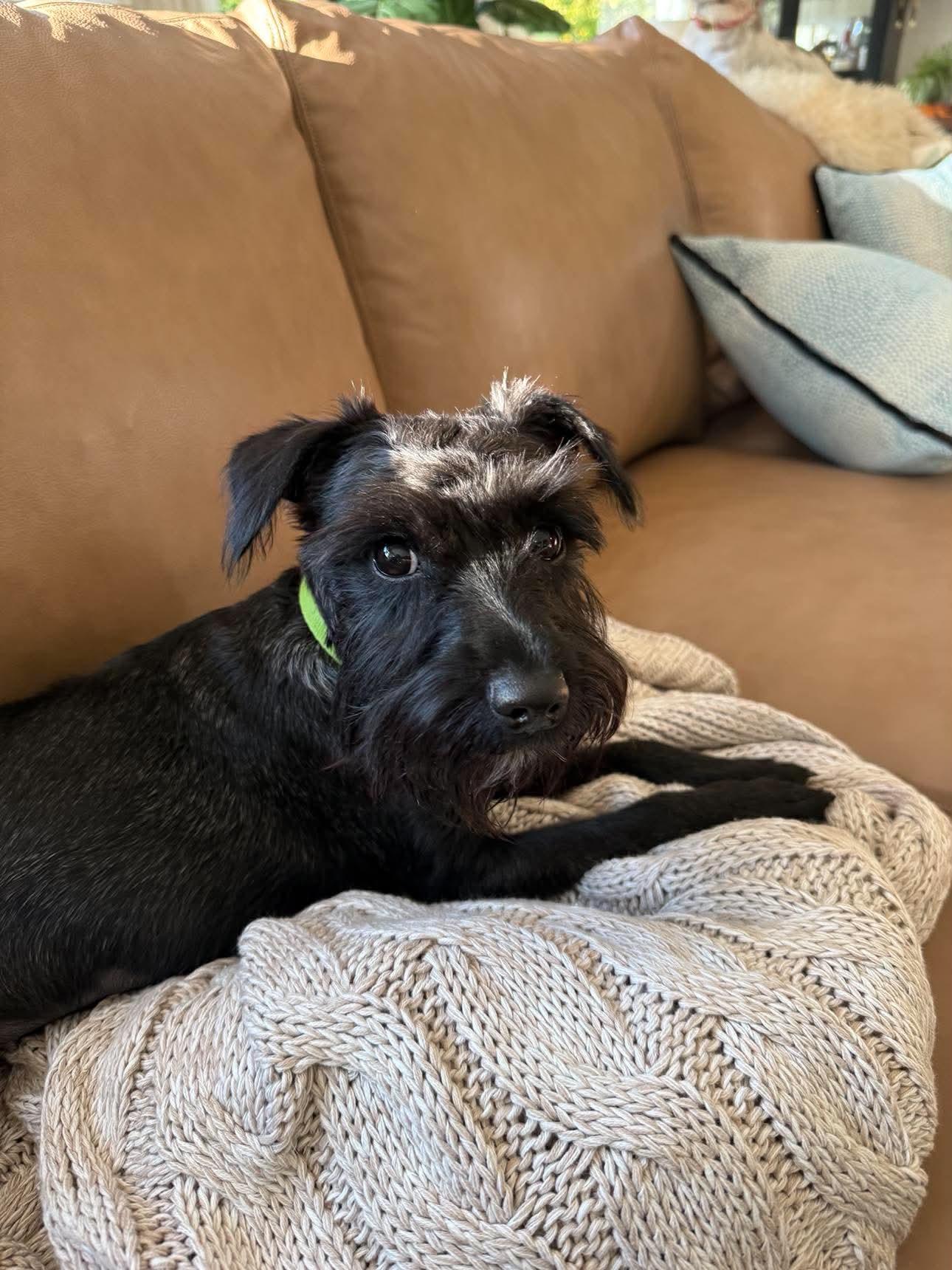 Enlarge Lottie, a Adoptable Miniature Schnauzer in Homer Glen, IL image 1/5