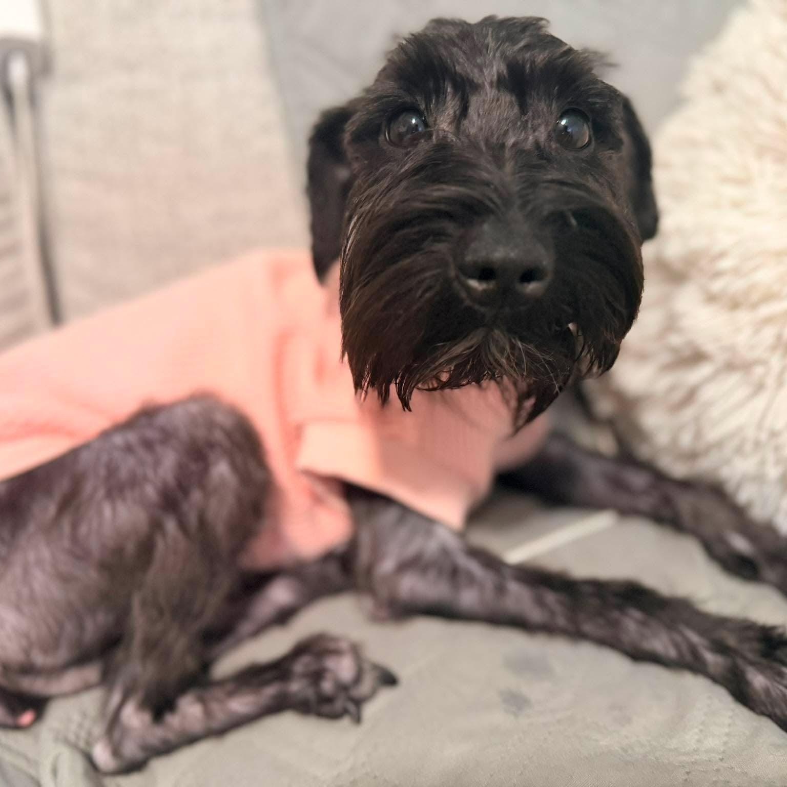 Enlarge Lottie, a Adoptable Miniature Schnauzer in Homer Glen, IL image 1/5