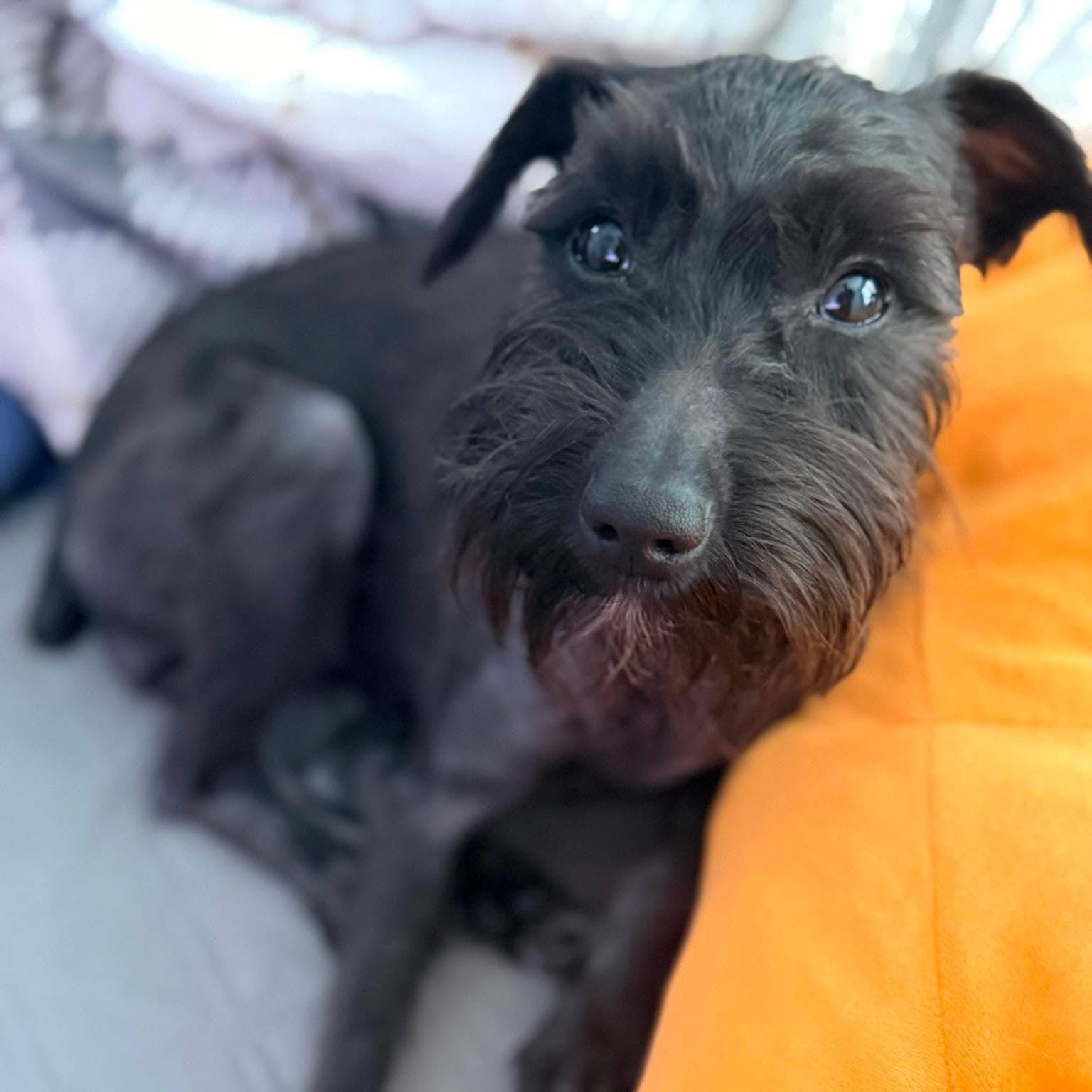 Enlarge Lottie, a Adoptable Miniature Schnauzer in Homer Glen, IL image 2/5