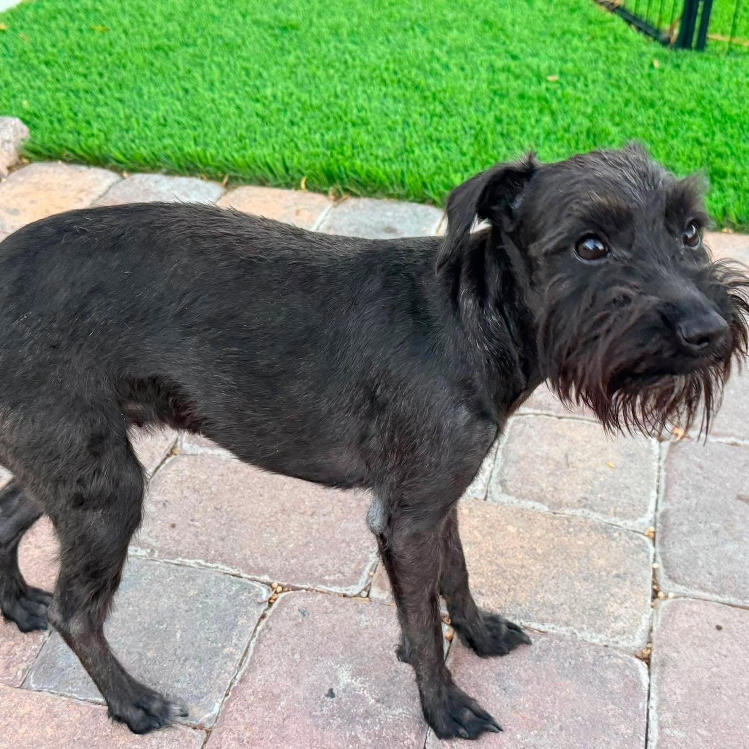Enlarge Lottie, a Adoptable Miniature Schnauzer in Homer Glen, IL image 4/5
