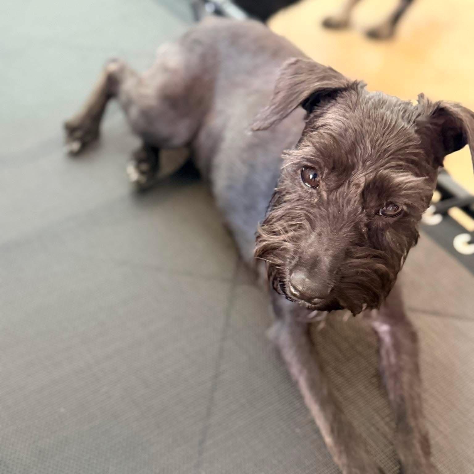 Enlarge Lottie, a Adoptable Miniature Schnauzer in Homer Glen, IL image 3/5