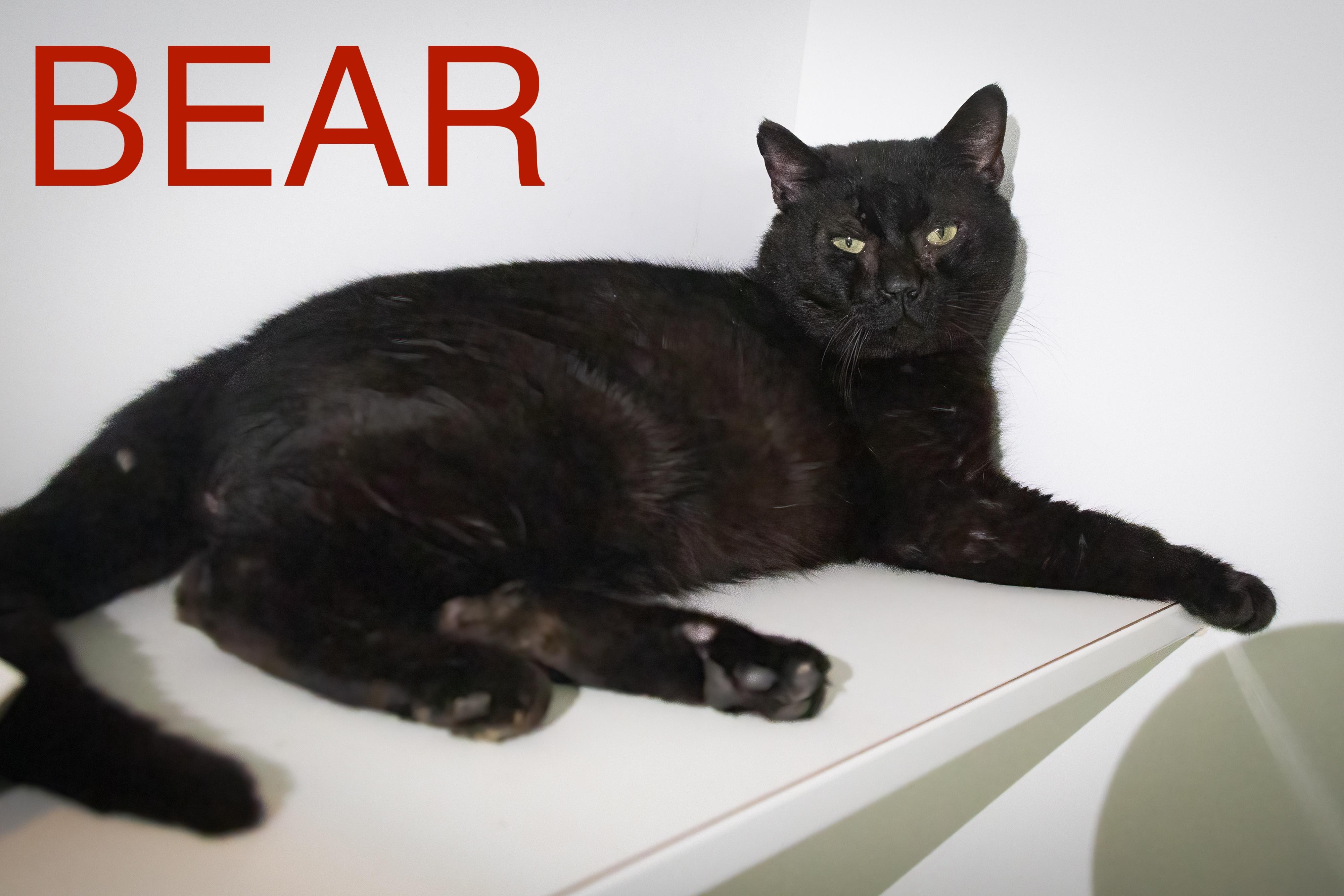 Bear (fcid# // - thumbnail 2