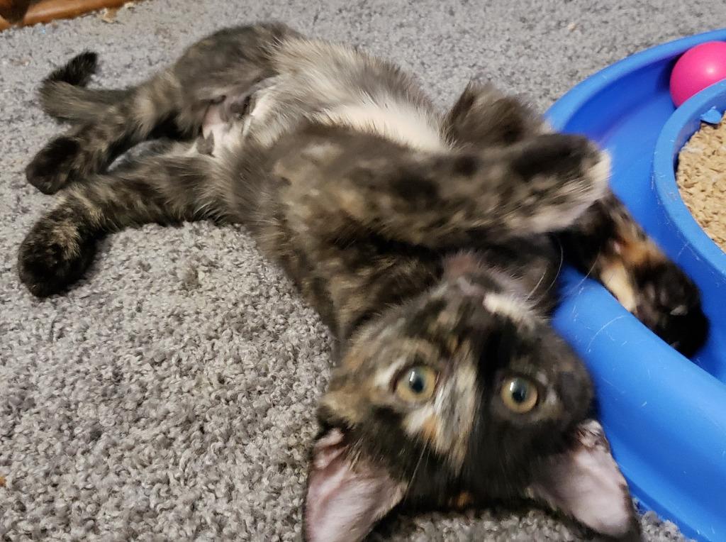Simone Biles, Adopted, Adult Female Domestic Short Hair & Tortoiseshell.
