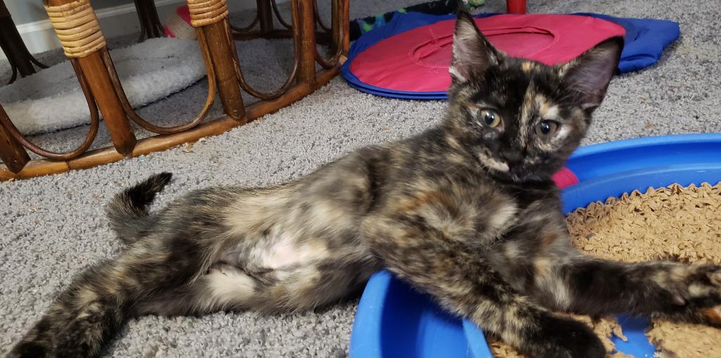 Enlarge Simone Biles, a Adopted mixed breed in Raleigh, NC image 2/2