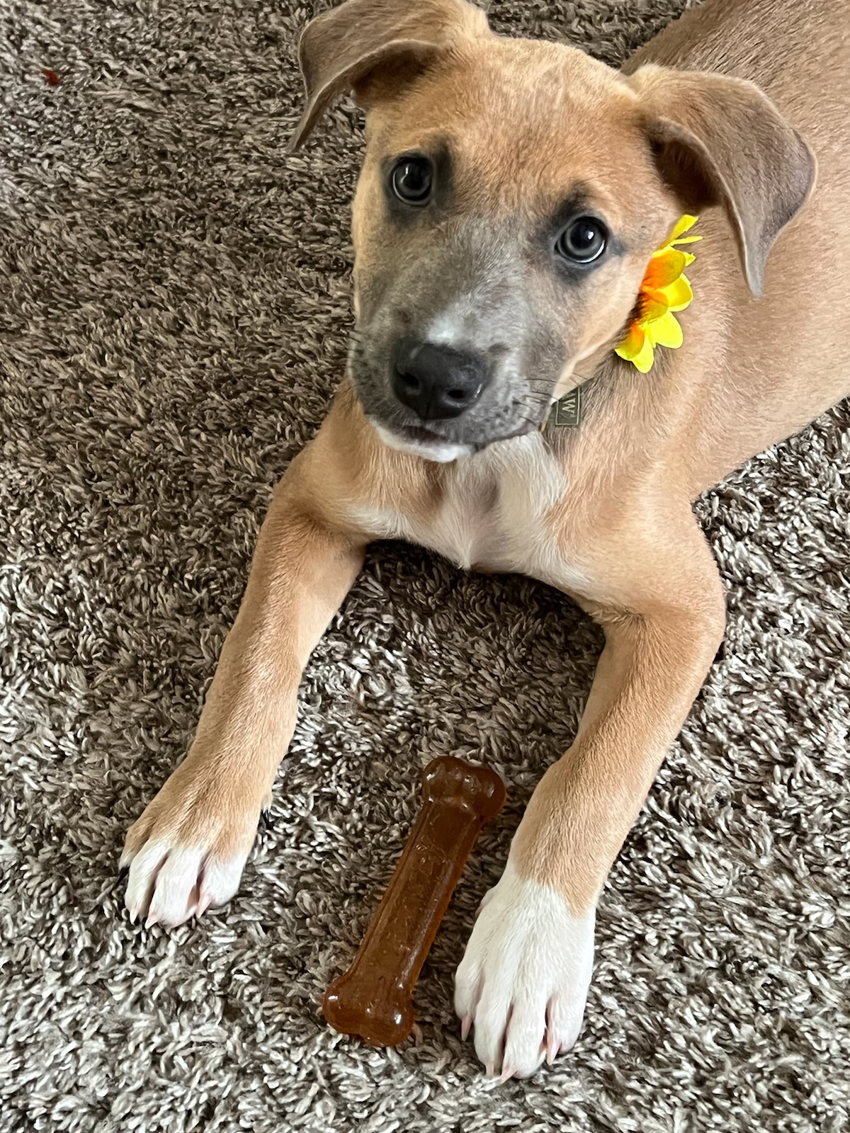Lola, a Adopted Hound in New Kensington, PA image 3/3