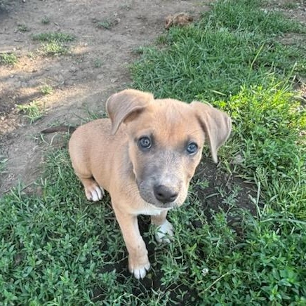 Lola, Adopted, Puppy Female Hound.