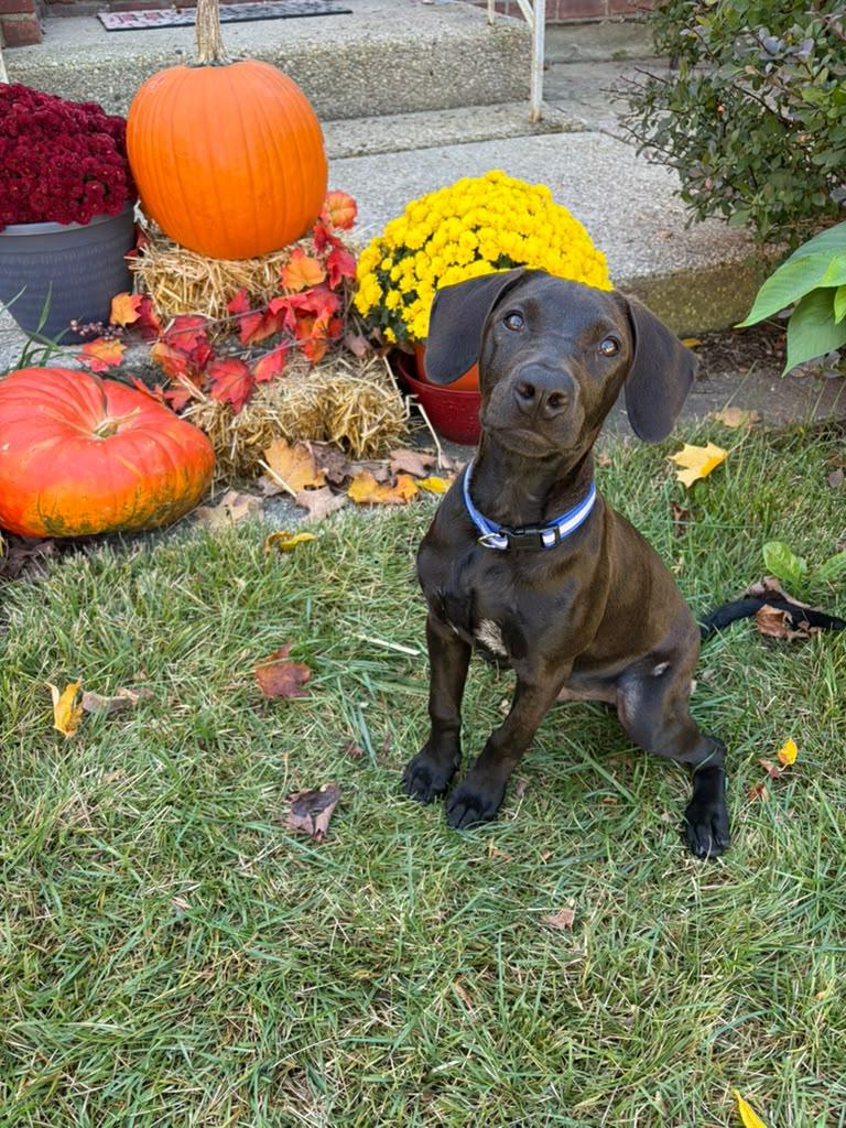Enlarge Georgie, a Adoptable mixed breed in Pleasant Valley, NY image 2/2