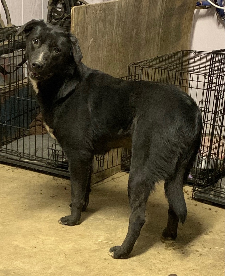 Enlarge Precious, a Adoptable mixed breed in Anna, TX image 1/10