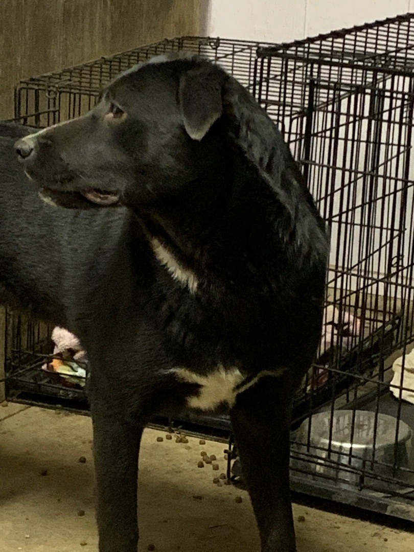 Enlarge Precious, a Adoptable mixed breed in Anna, TX image 2/10