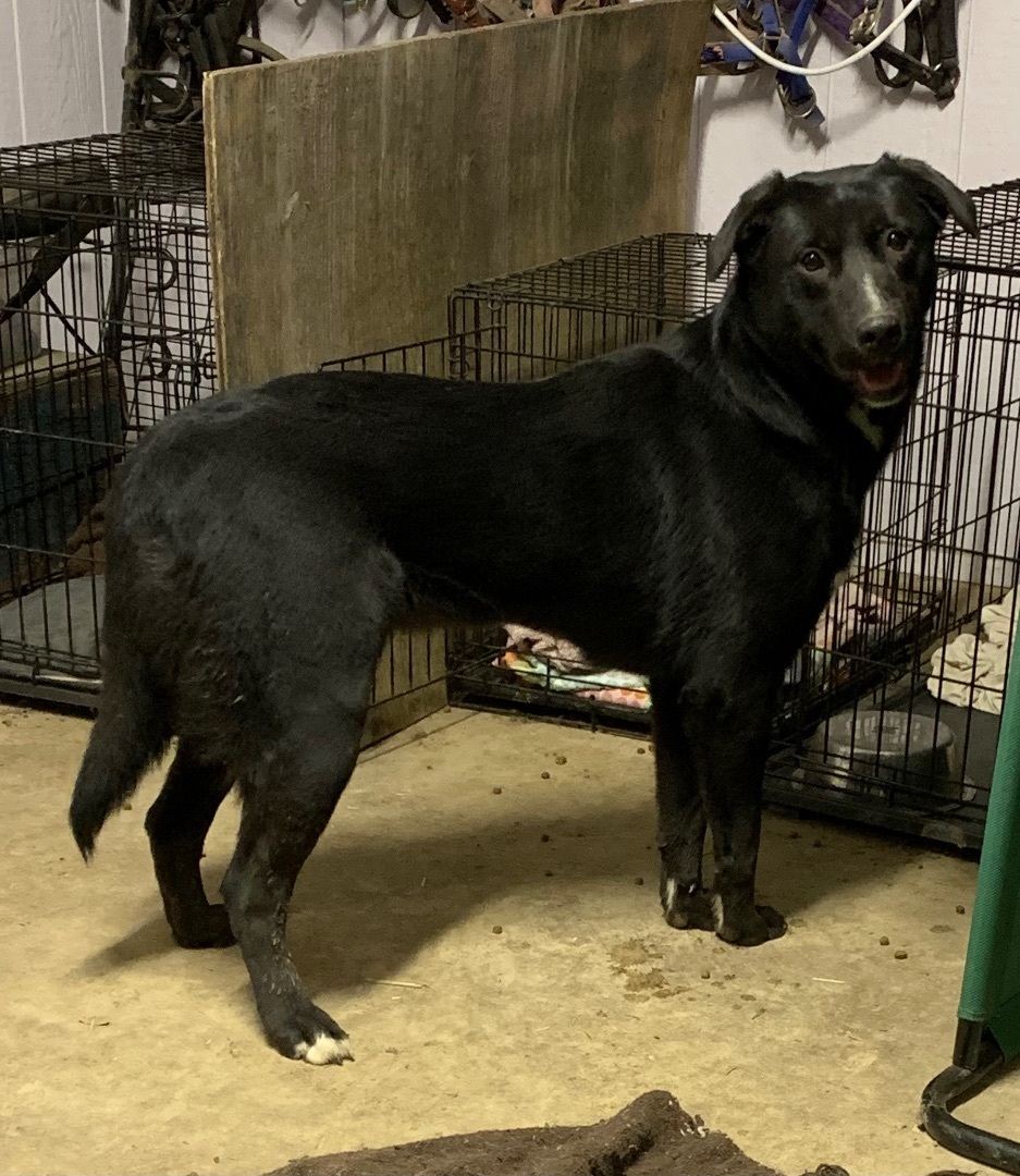 Enlarge Precious, a Adoptable mixed breed in Anna, TX image 4/10