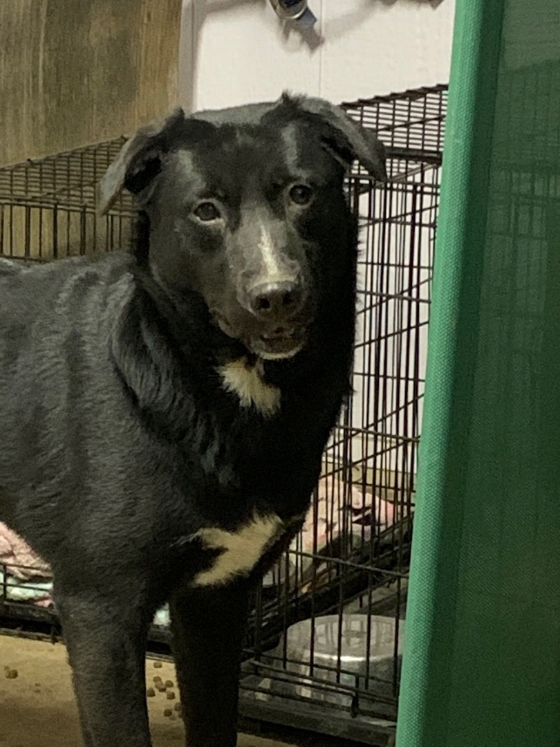 Enlarge Precious, a Adoptable mixed breed in Anna, TX image 5/10