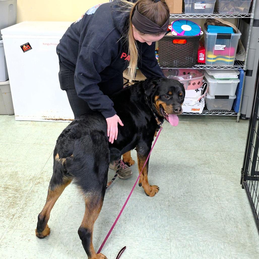 Zeus, Adoptable, Adult Male Rottweiler.