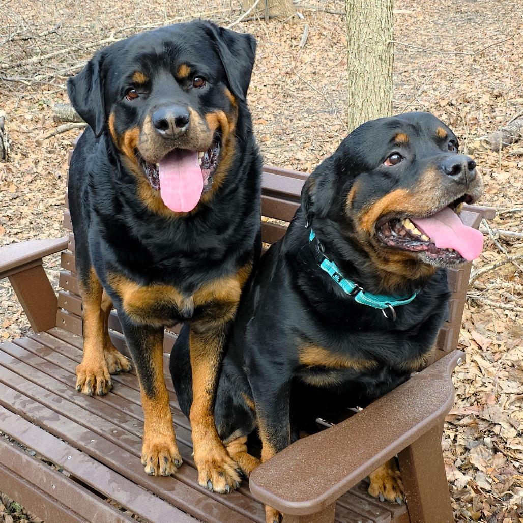 Enlarge Zeus, a Adoptable Rottweiler in Michigan City, IN image 3/6