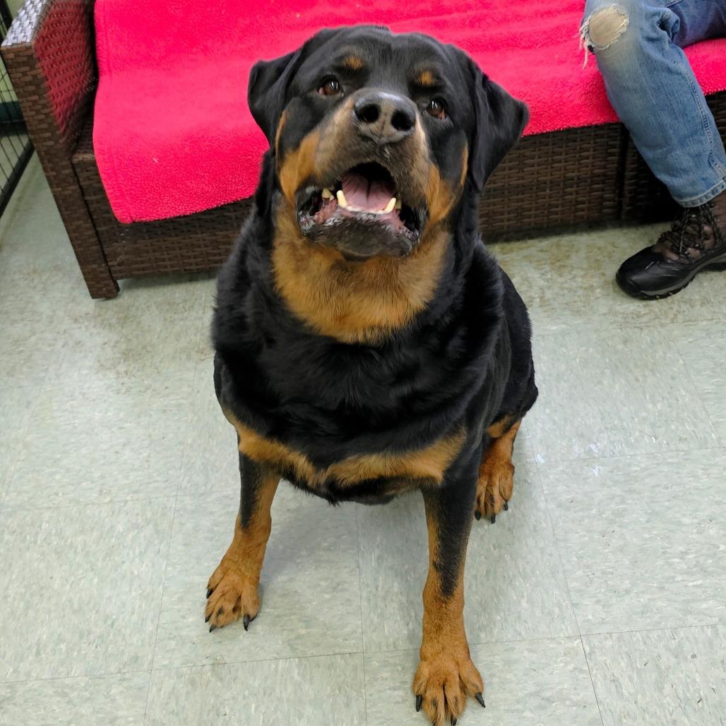 Enlarge Zeus, a Adoptable Rottweiler in Michigan City, IN image 4/6